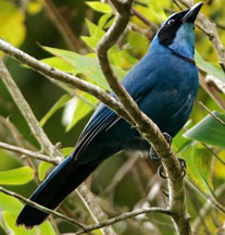 ecuador birding bird watching tours