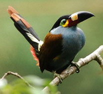 ecuador birding bird watching tours