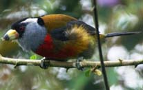ecuador birding bird watching tours