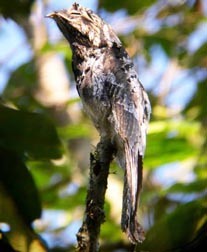 ecuador birding bird watching tours