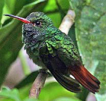 rufus tailed hummingbird