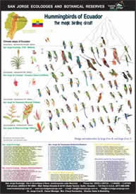 ecuador hummingbird poster - san jorge eco-lodge quito ecuador birding