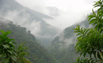 pale mandile  san jorge ecolodge quito ecuador birding