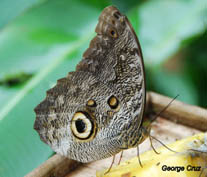 scarlet bellied mountain tanager san jorge ecolodge quito ecuador birding