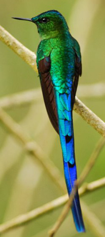 tandayapa milpe birding bird watcing tours ecuador