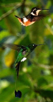 san jorge ecolodge quite birding lodge ecuador