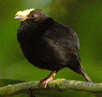 Rose  Faced Parrot . Ecuador Birdwatching San Jorge de  Milpe
